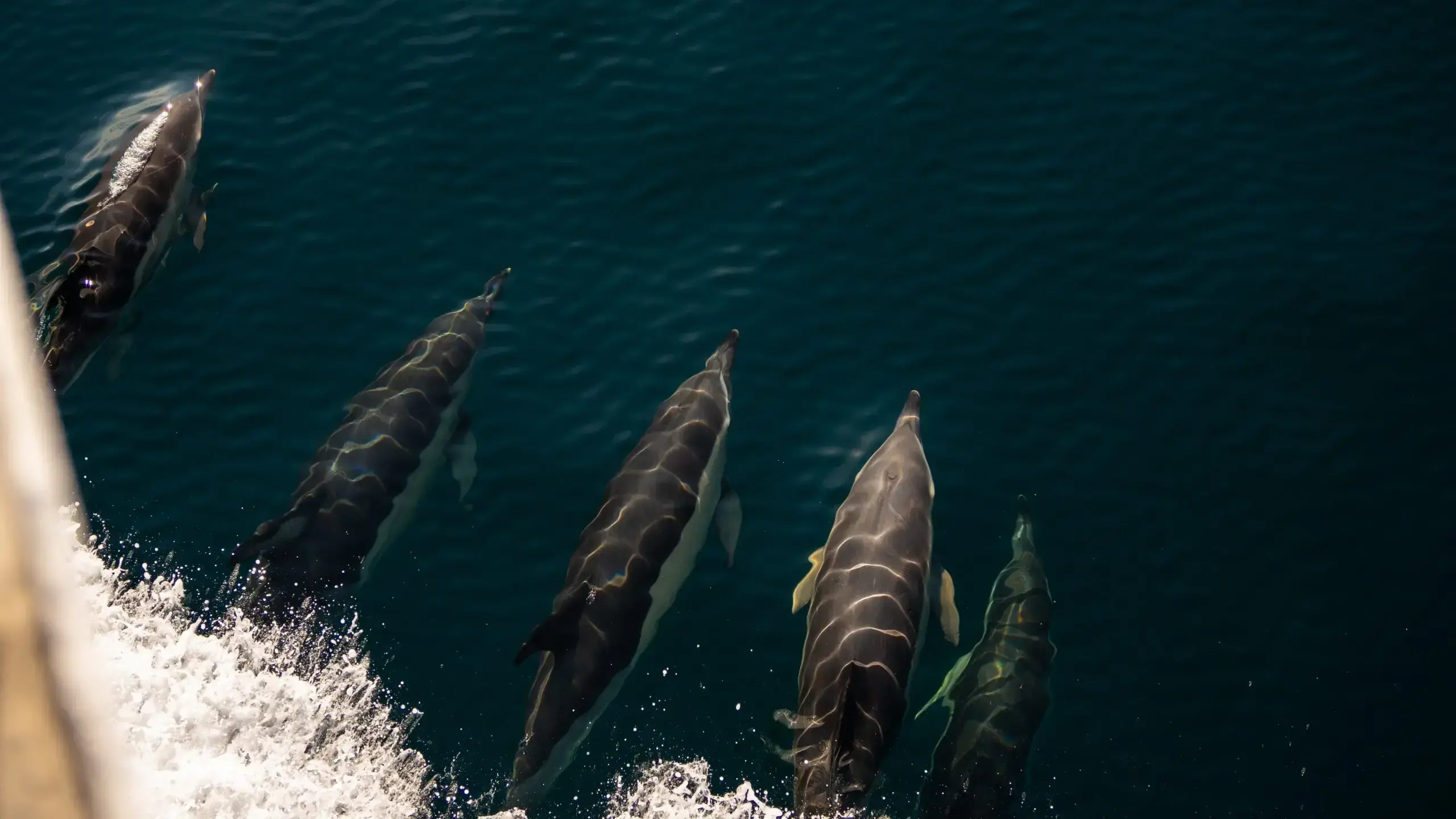 Un tiburón ballena, especie en peligro, en el Monumento Nacional Marino Cañones y Montes Submarinos del Noreste en agosto de