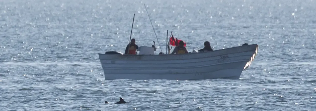 Vaquitas frente a una embarcación pesquera en el Golfo de California.
