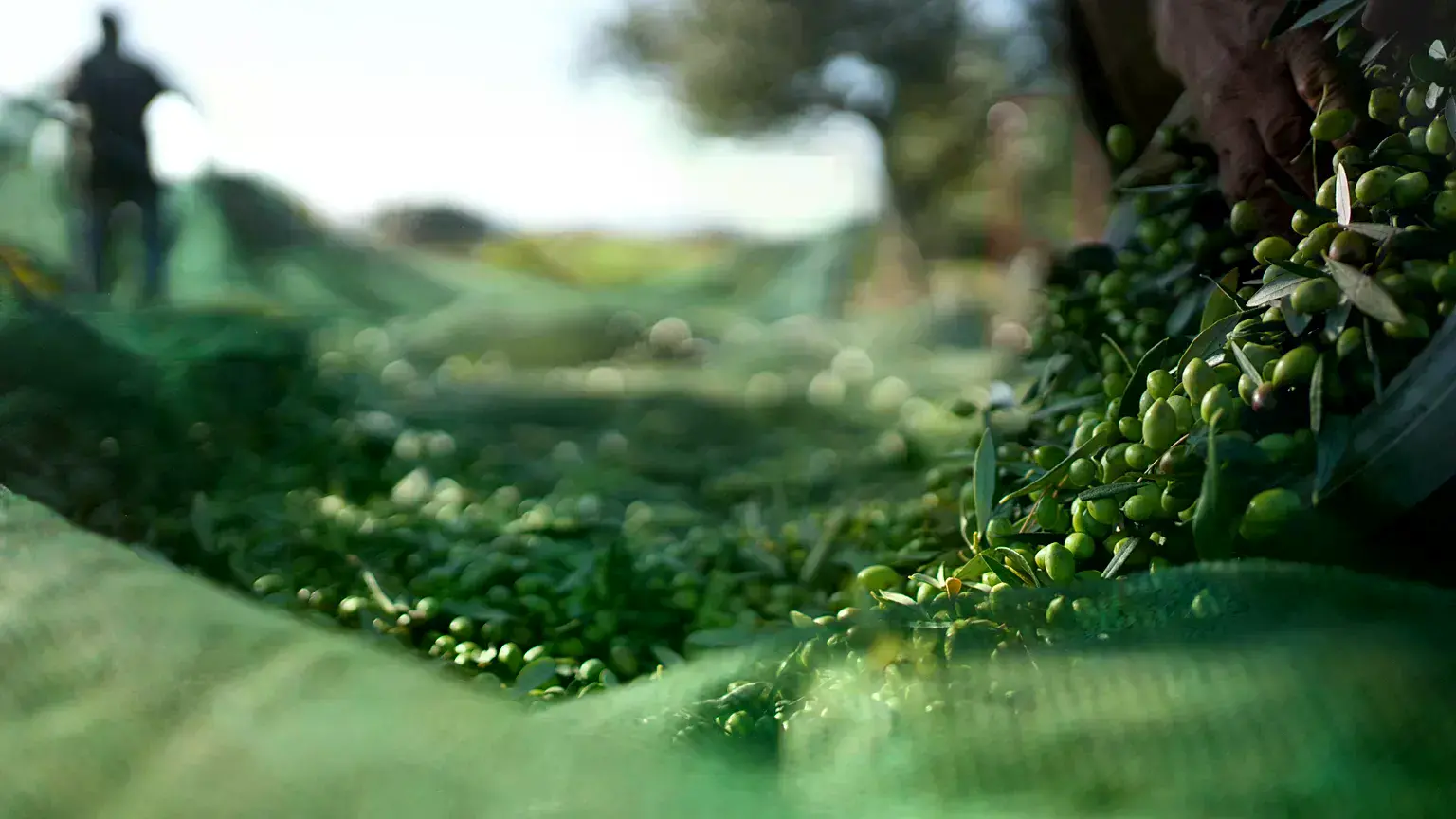 Un trabajador recoge aceitunas durante la cosecha en Spata, al este de Atenas, Grecia.