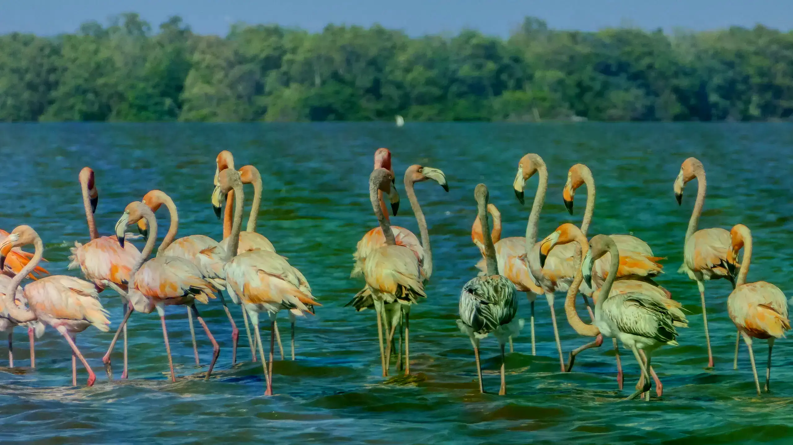 Flamingos en Bigi Pan, Nickerie, Suriname.