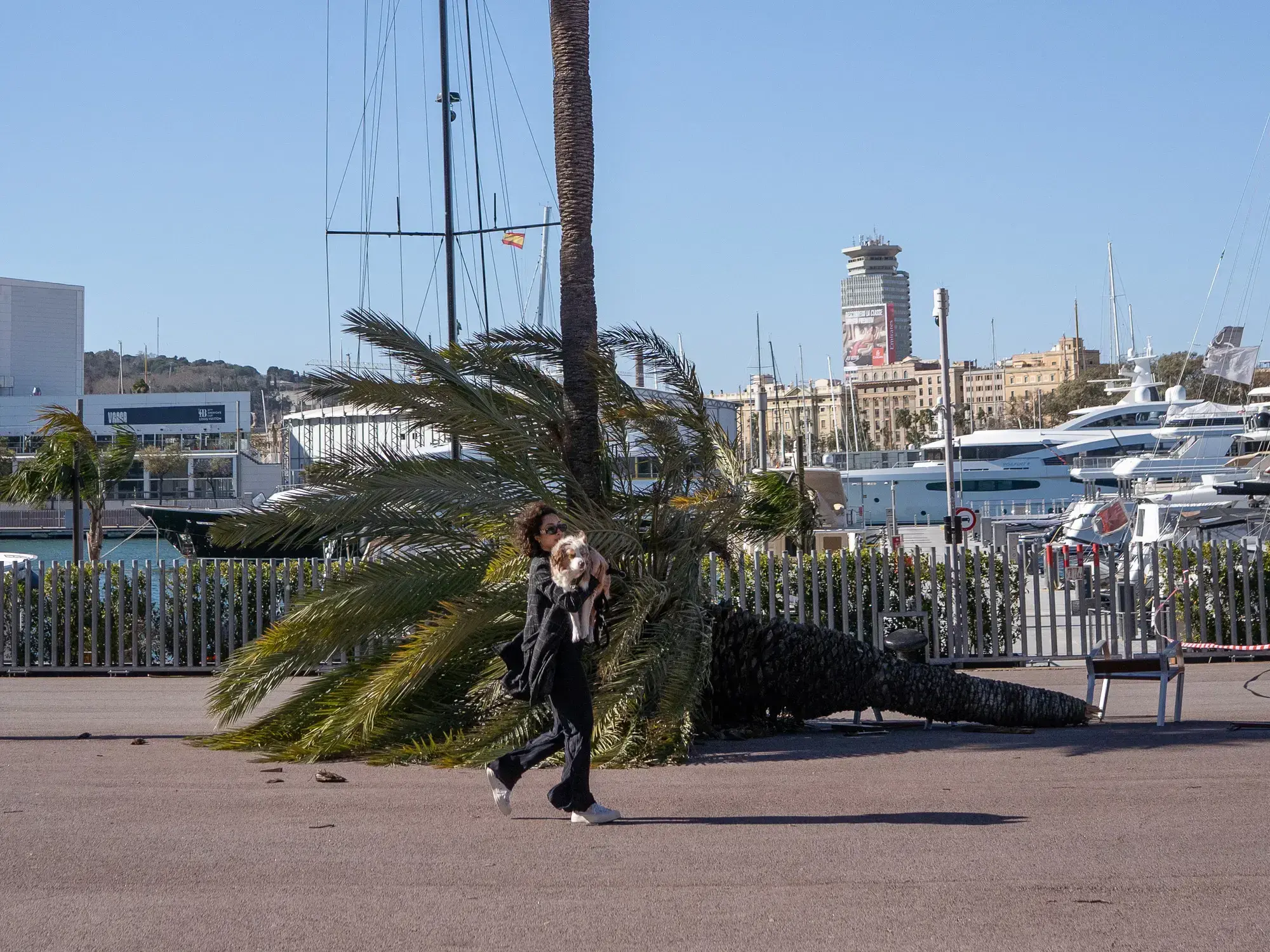 Una peatona sostiene a su perro mientras pasa junto a una palmera caída en medio de una fuerte alerta de viento por la tormen