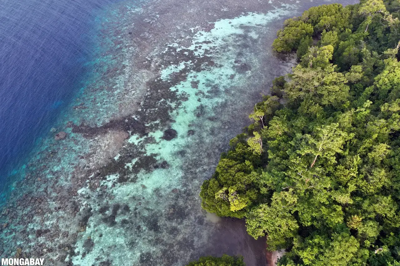 Deforestación en Borneo.