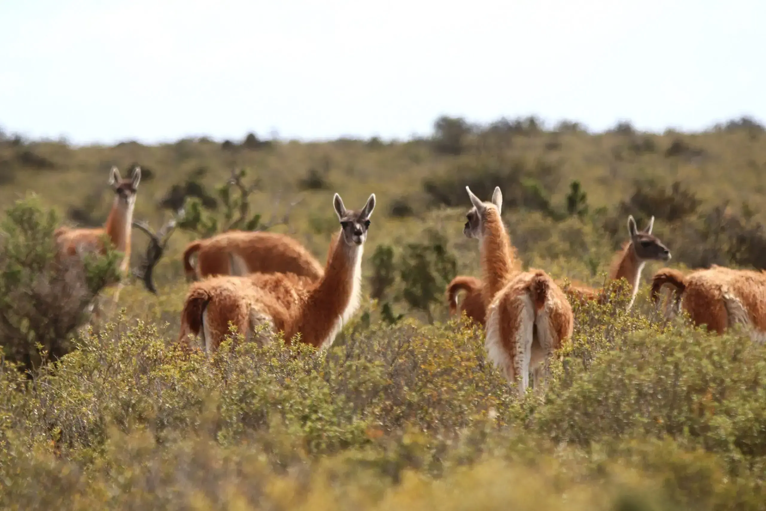 Guanacos en el Parque Nacional Patagonia, Argentina.