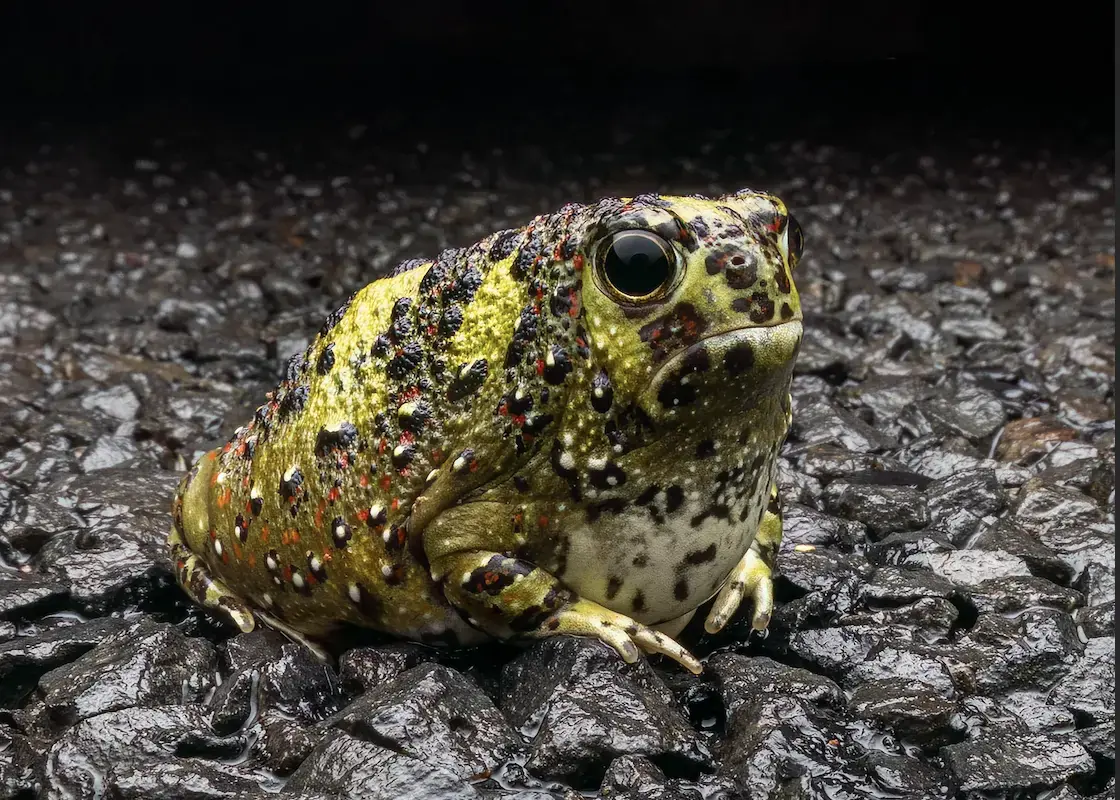 Una rana del bosque en Australia, representante de los anfibios afectados.