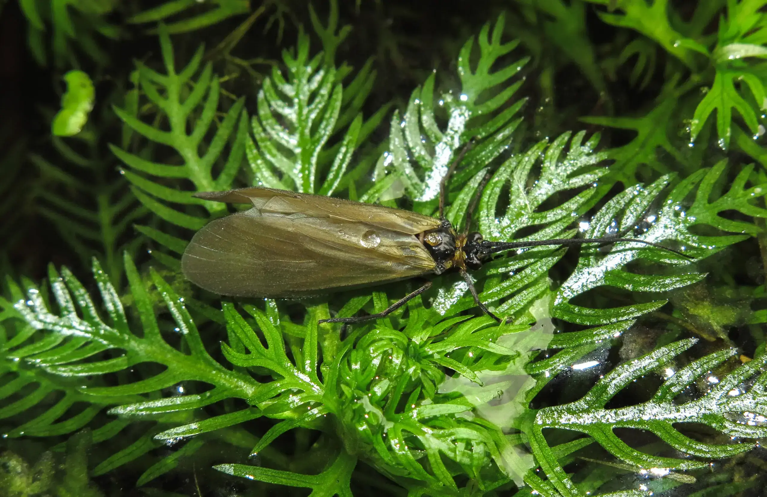Una tubería de descarga de aguas residuales. Incluso cuando se tratan, pueden contener contaminantes, incluidos fármacos.