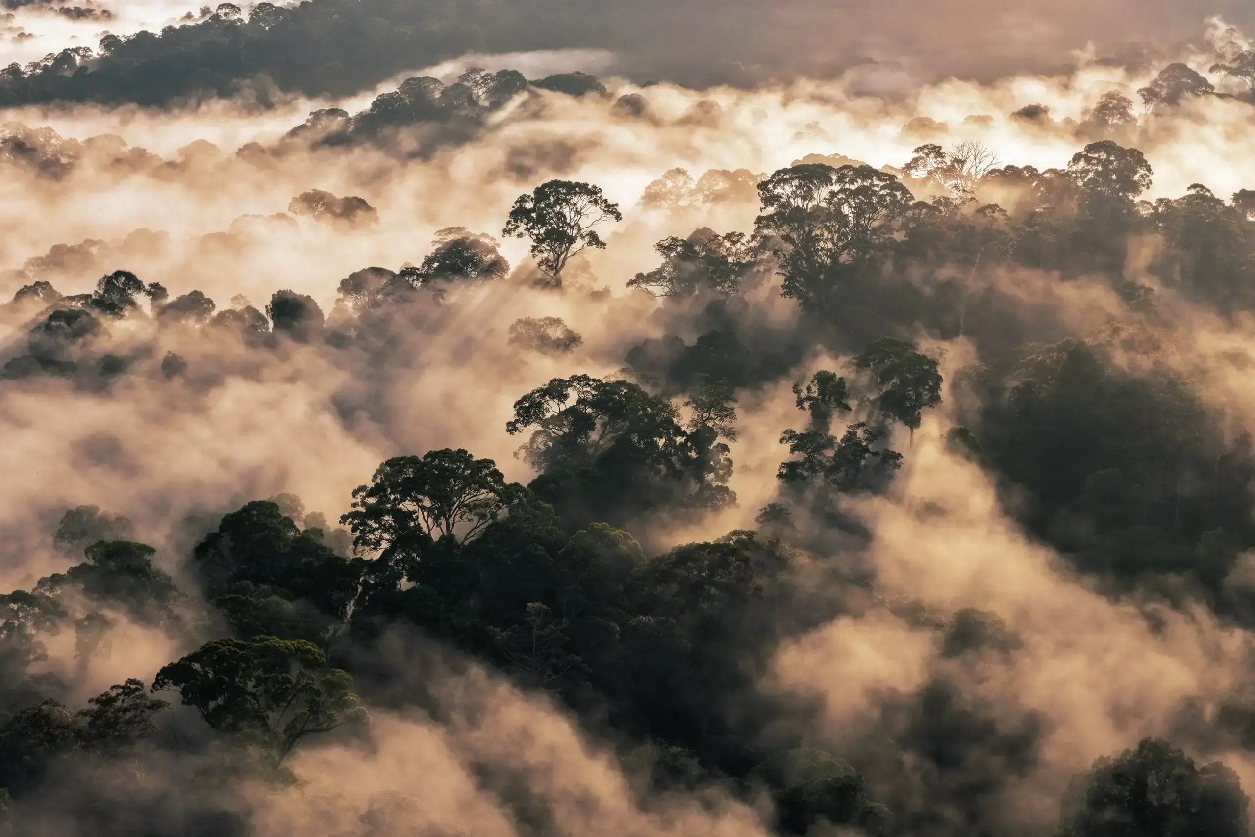 Bosque tropical con niebla