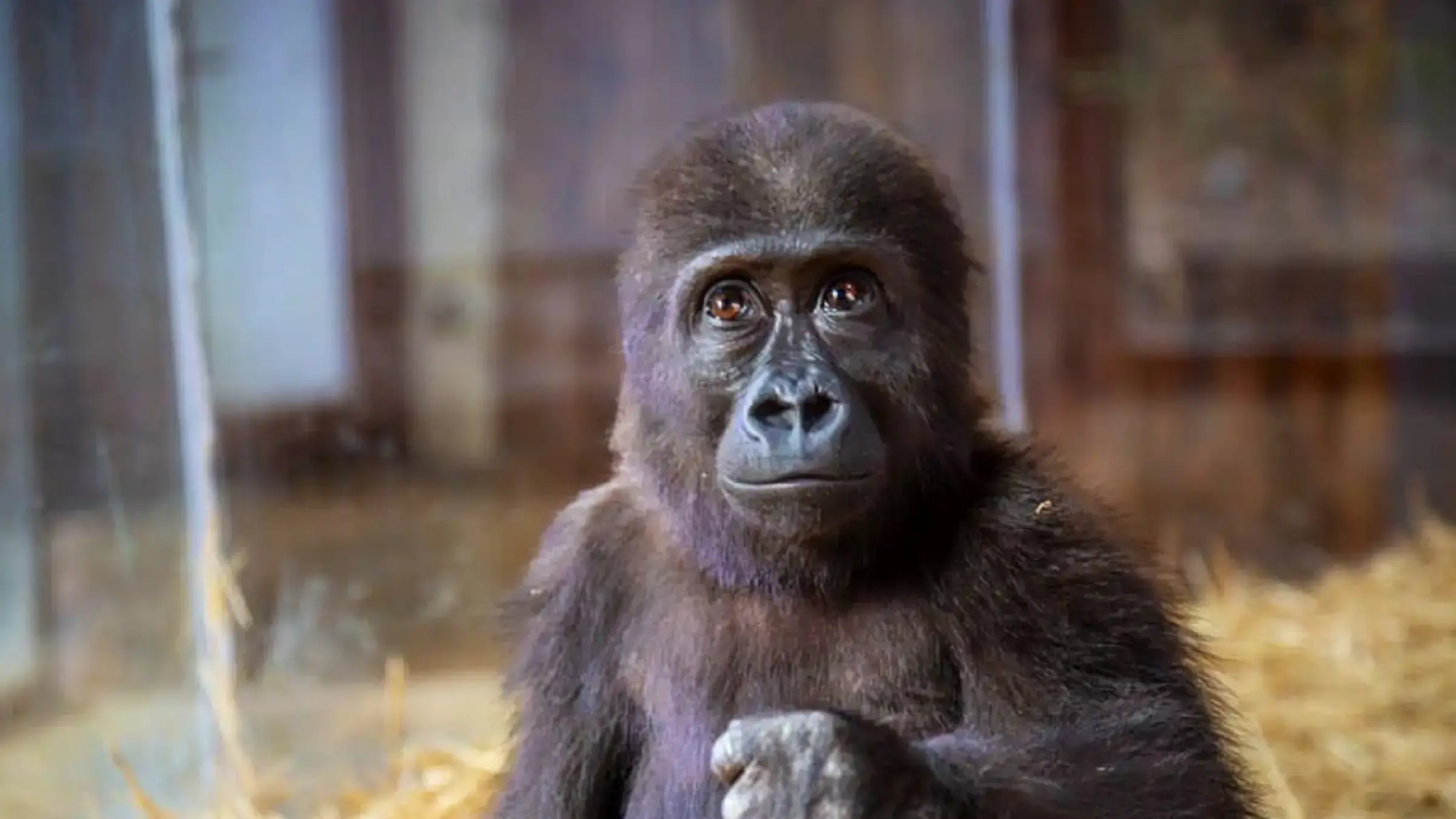 Zeytin, un gorila occidental de llanura, en el zoológico Polonezköy de Estambul.