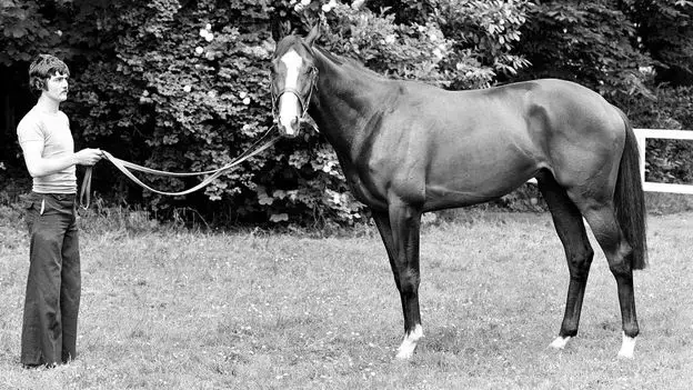 Shergar, el caballo purasangre campeón del Derby de Epsom de 1981.