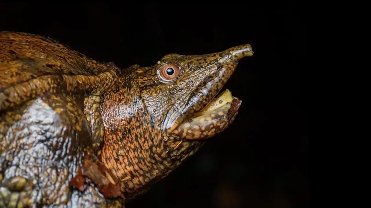 Una tortuga de caparazón blando malaya (Dogania subplana).