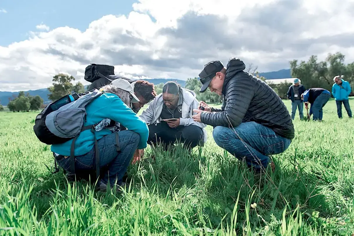 Ovejas pastando en el viñedo de Paicines Ranch.