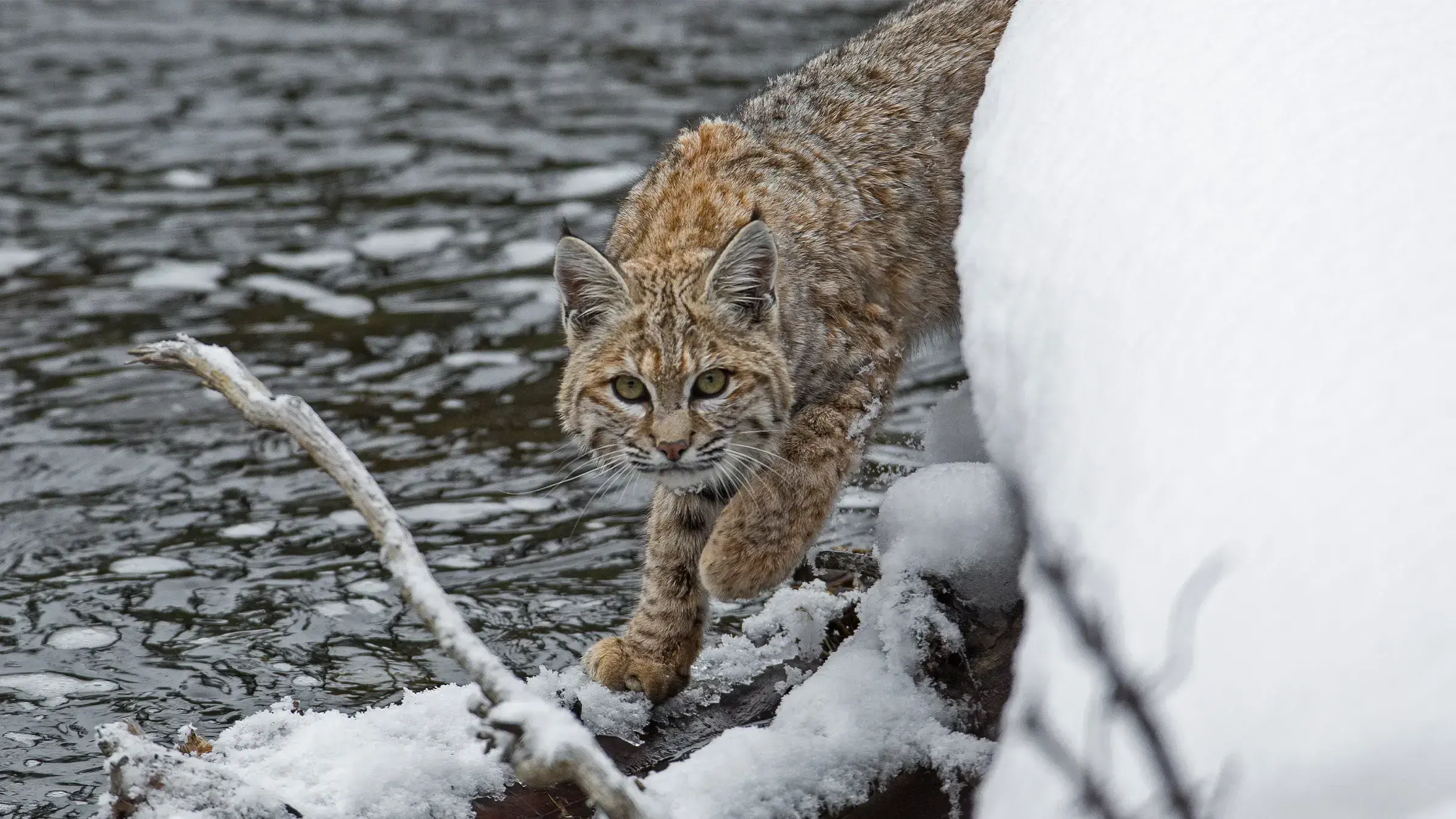 Un lince rojo camina por un campo nevado en Oregón, EE.UU.