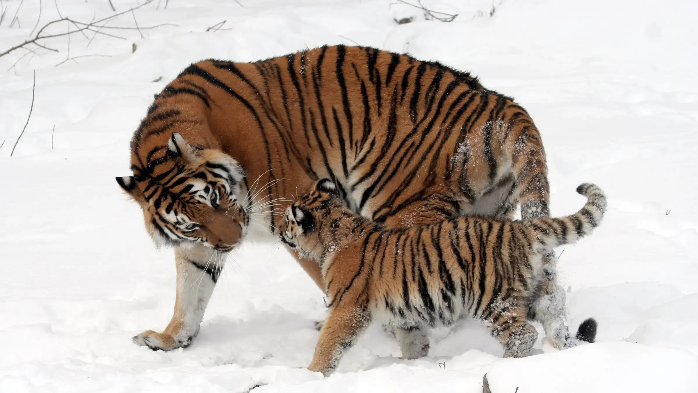 Una tigresa de Amur, también conocida como tigre siberiano (Panthera tigris altaica). La especie es vulnerable al moquillo ca