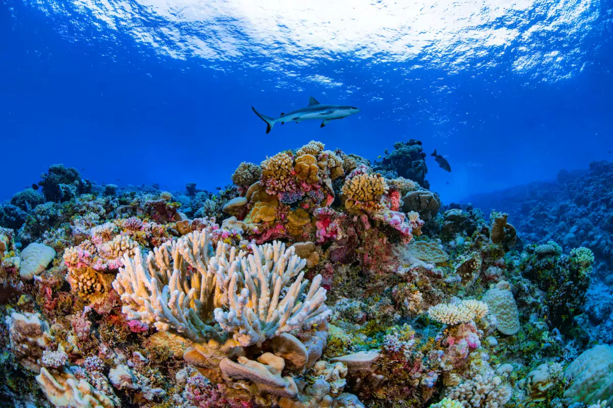 Un coral estrella de roca en Santa Cruz, Islas Vírgenes Estadounidenses, muestra su transición de saludable a blanqueado y re