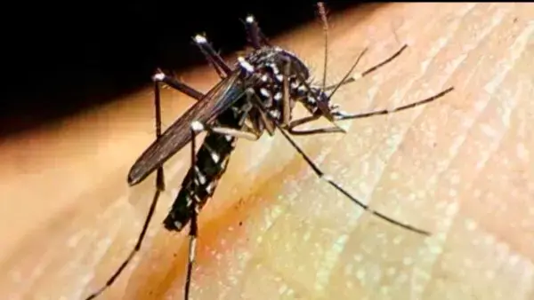 Mosquito Aedes aegypti, transmisor del virus del chikungunya.