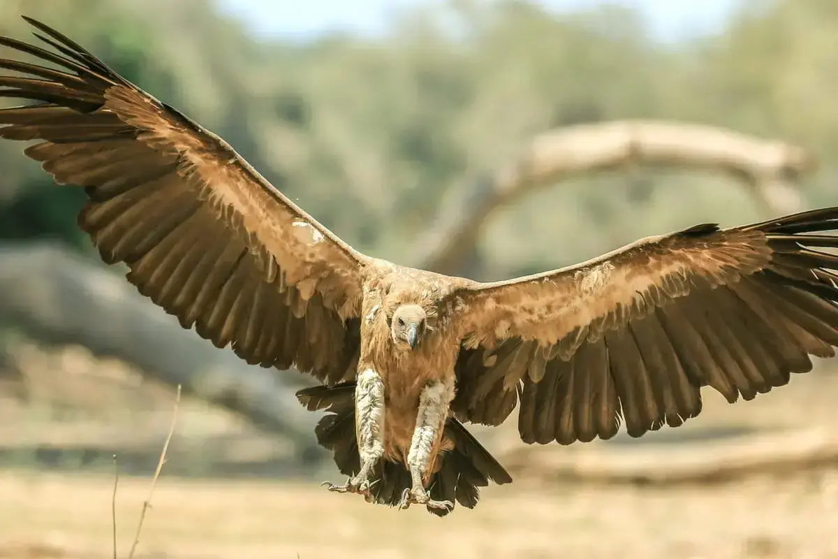 Un buitre en la Reserva Tswalu-Kalahari, Sudáfrica, designada como zona segura en 2019.
