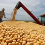 Gobierno boliviano aprueba arancel cero para importar soya hasta fin de 2026