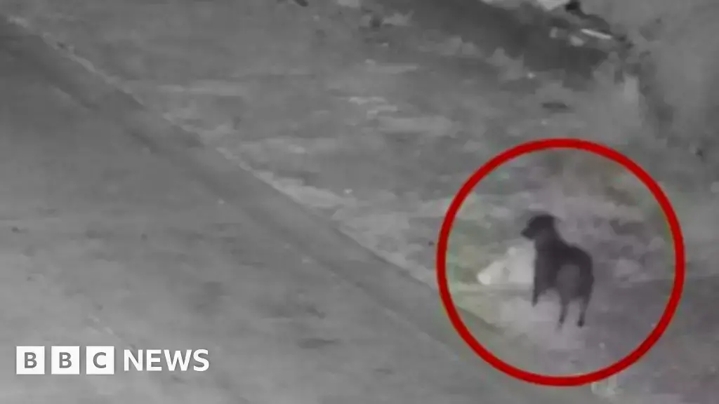 Un perro pequeño camina por una carretera llevando una bolsa de basura en la boca.