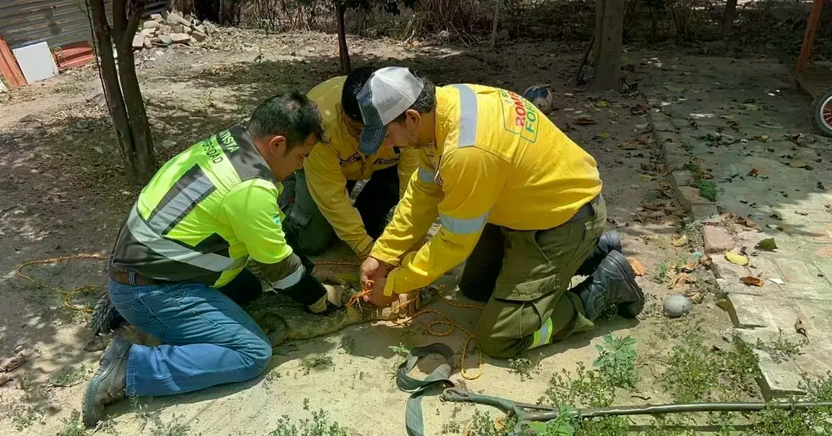 Momento en el que se produce el rescate del caimán en el Plan Tres Mil