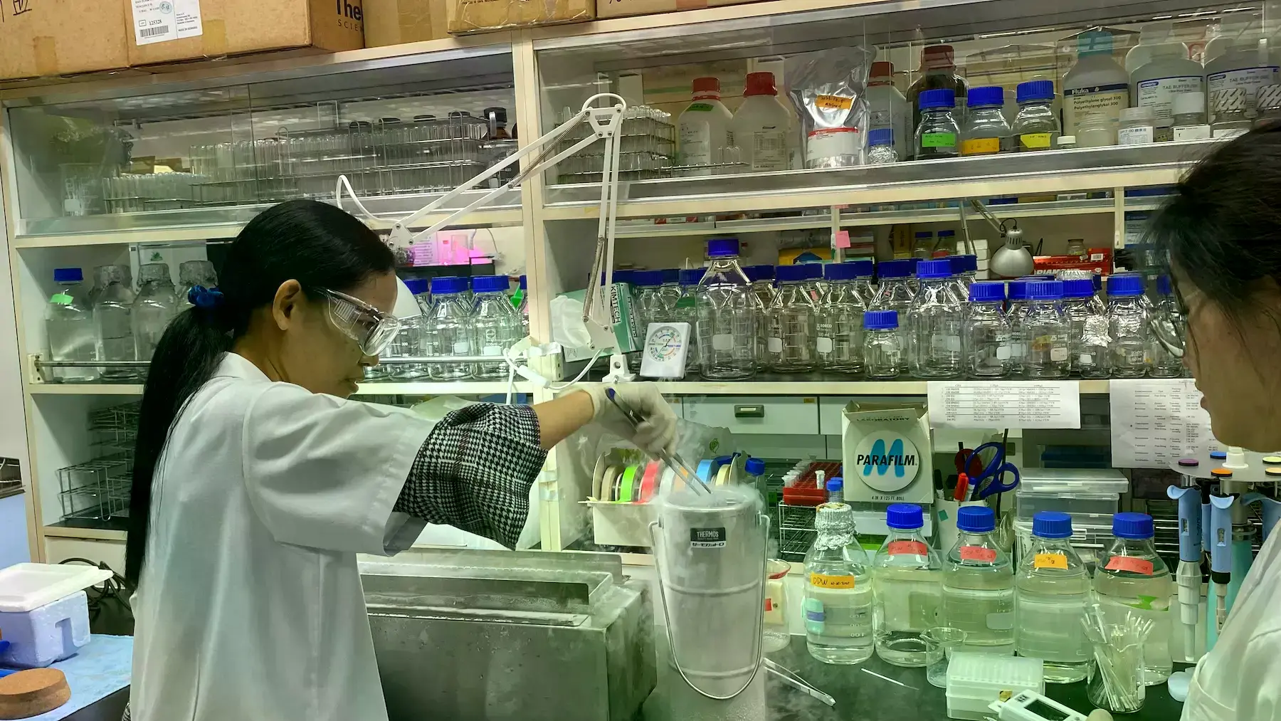 Preeyanuch Thongpoo trabaja para preservar especímenes de coral.