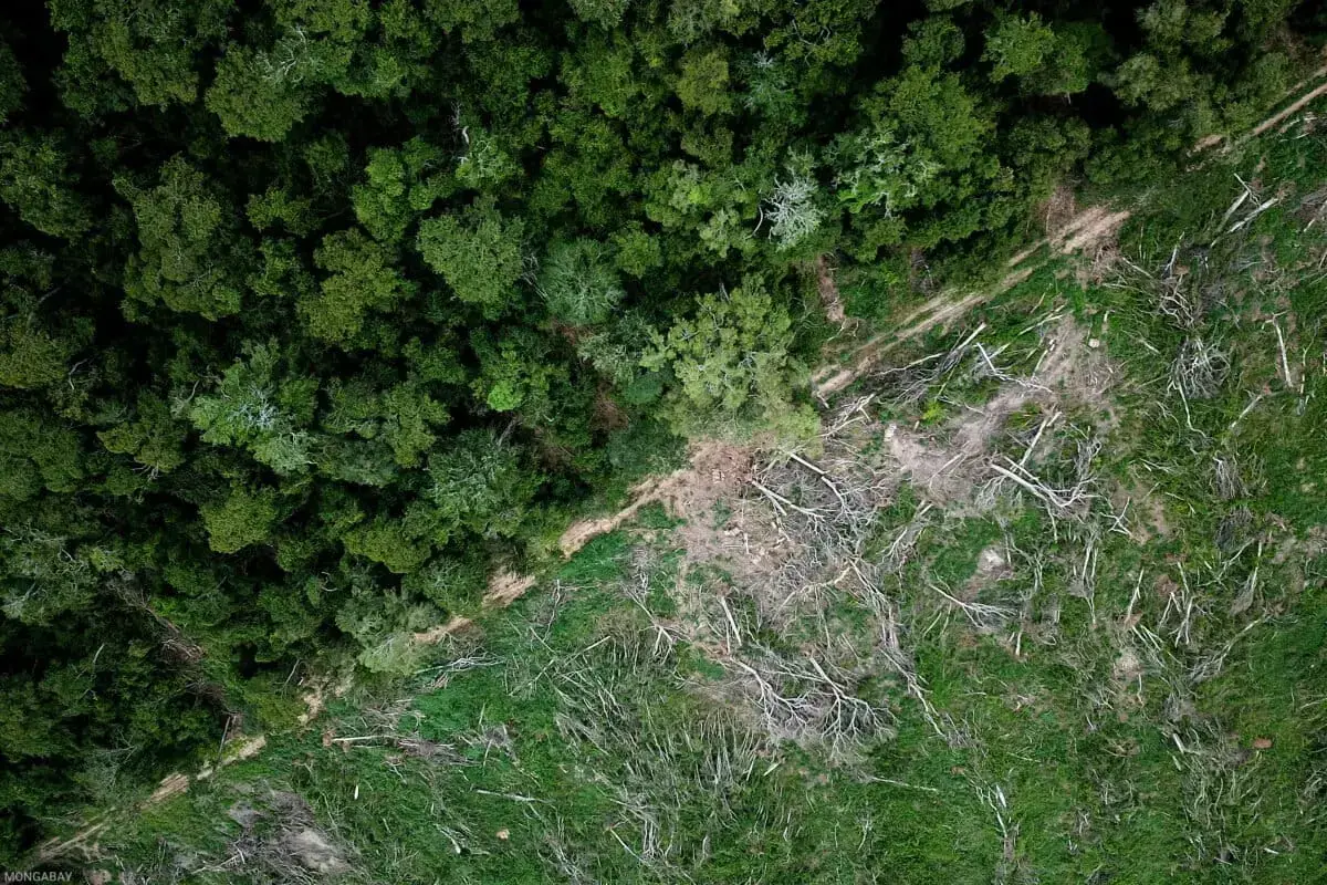 Deforestación para soja en la Amazonía.