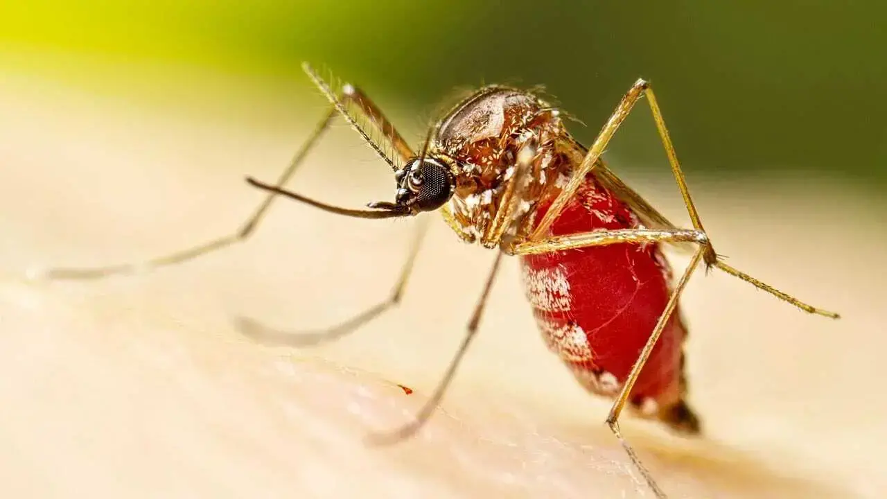 El mosquito que transmite la chikungunya.