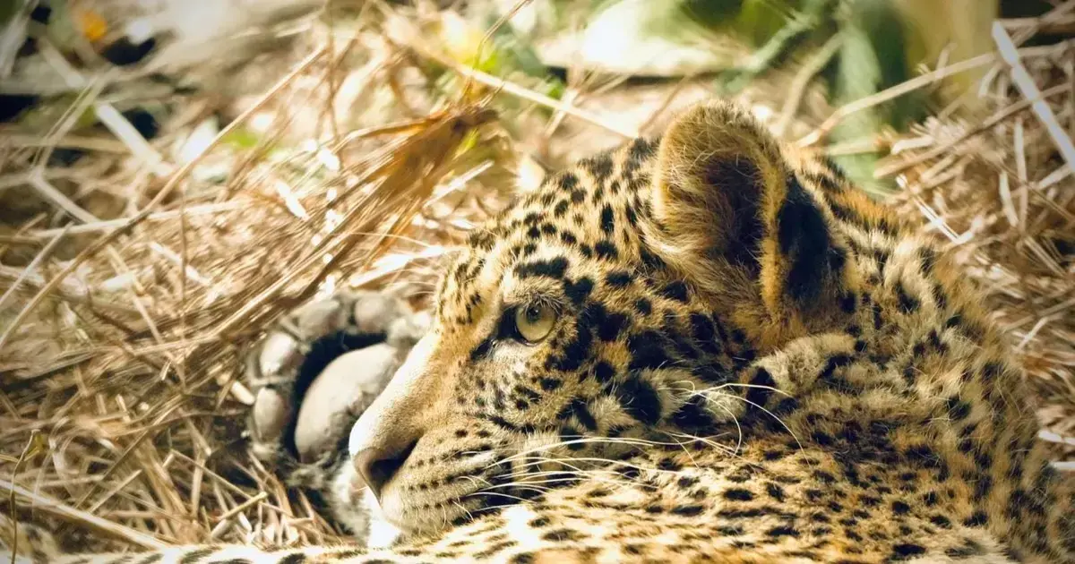 Fotografía del 26 de noviembre de 2025 que muestra a la jaguar Yaguara en Santa Cruz (Bolivia)