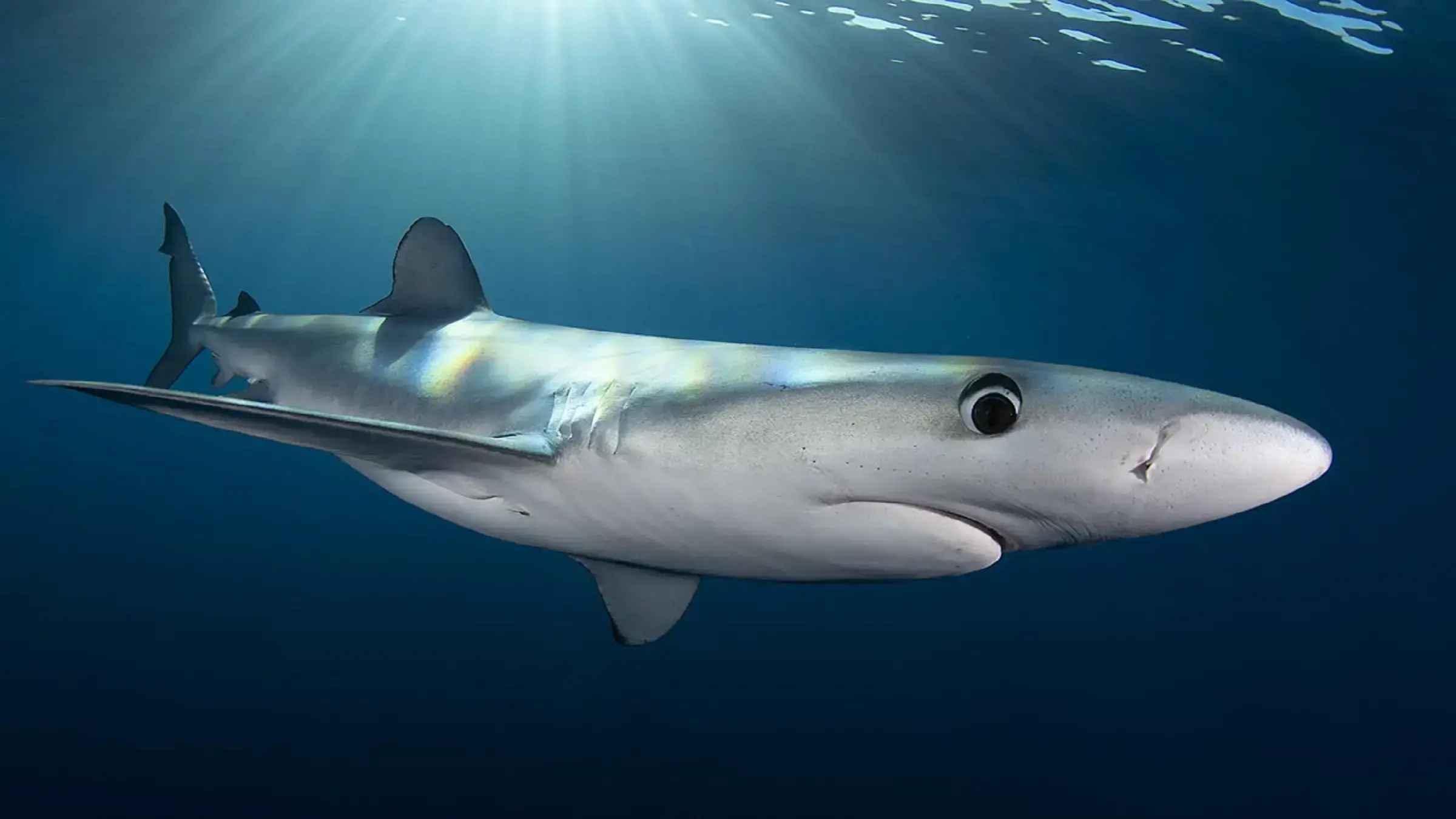 Un tiburón azul capturado por un palangrero japonés en el canal de Mozambique en 2012.