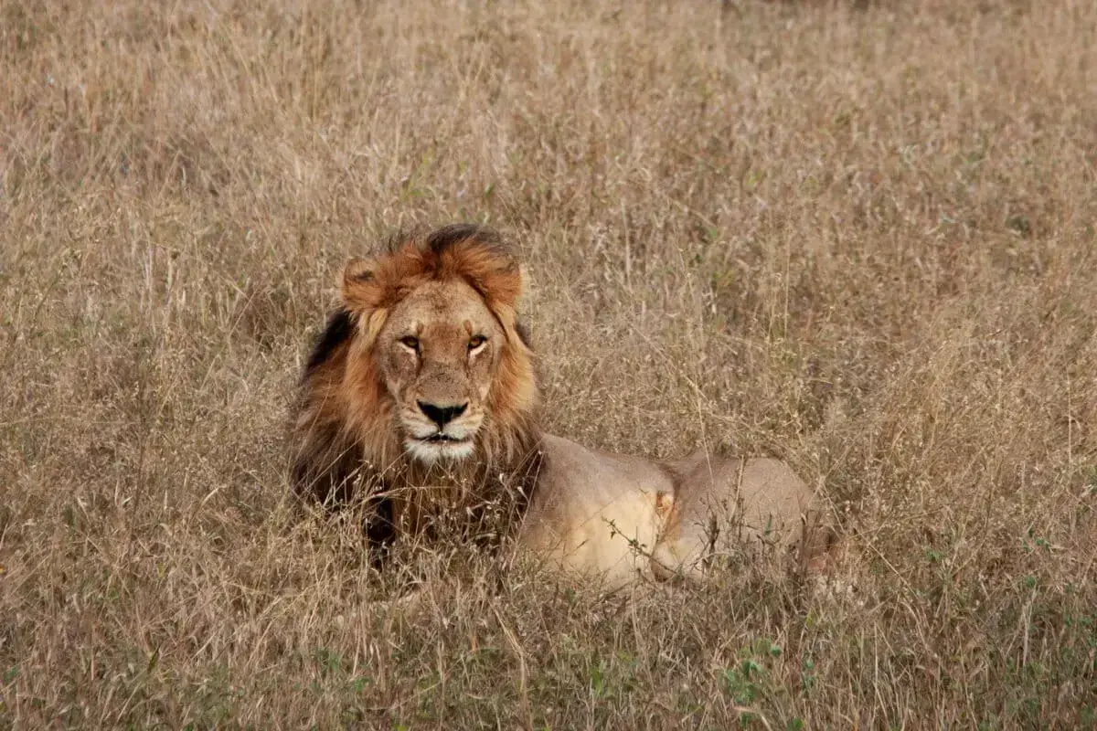 Un león en Botswana.
