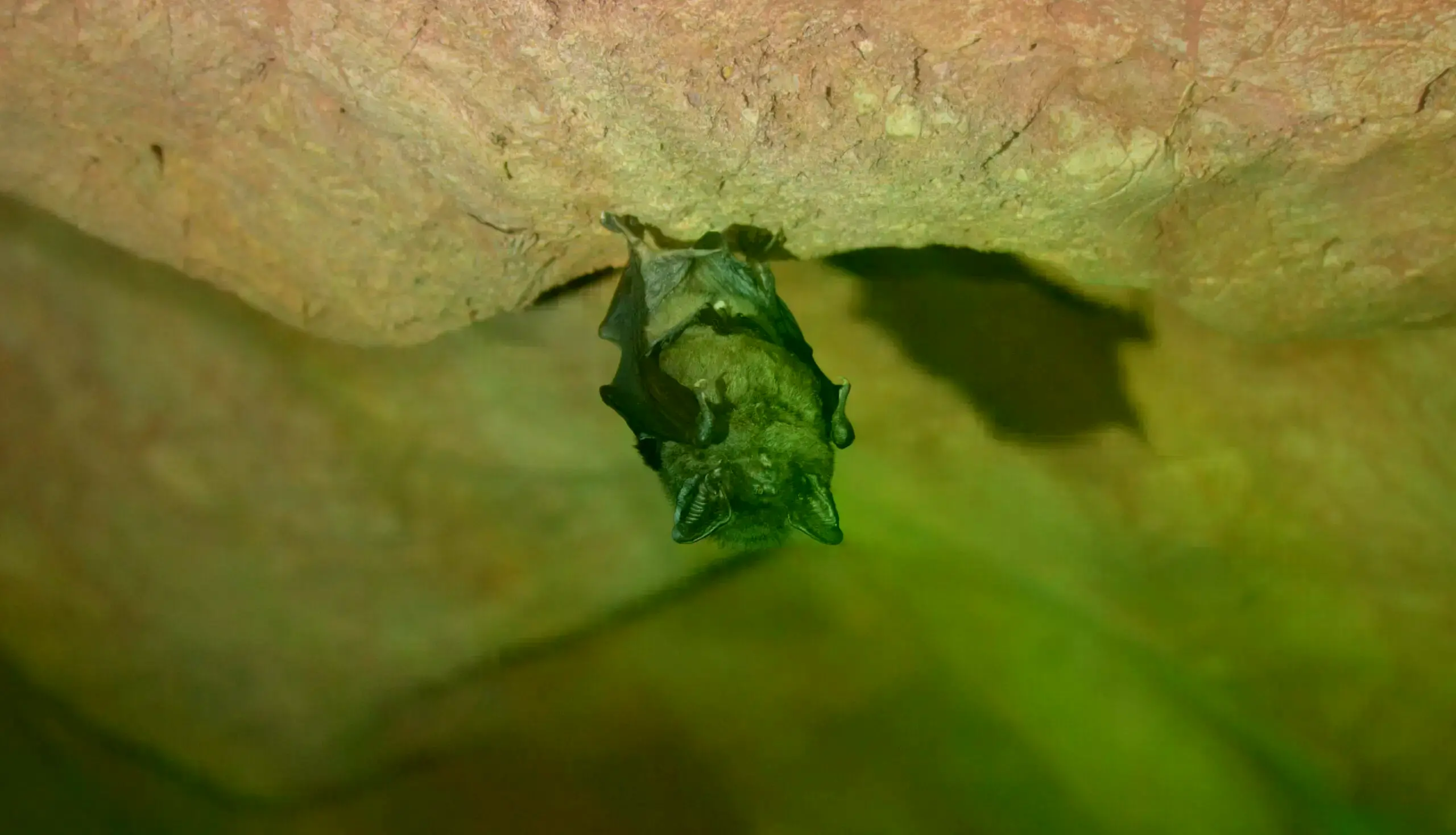 Murciélago insectívoro en una cueva de karst calizo en el estado Shan, Myanmar.