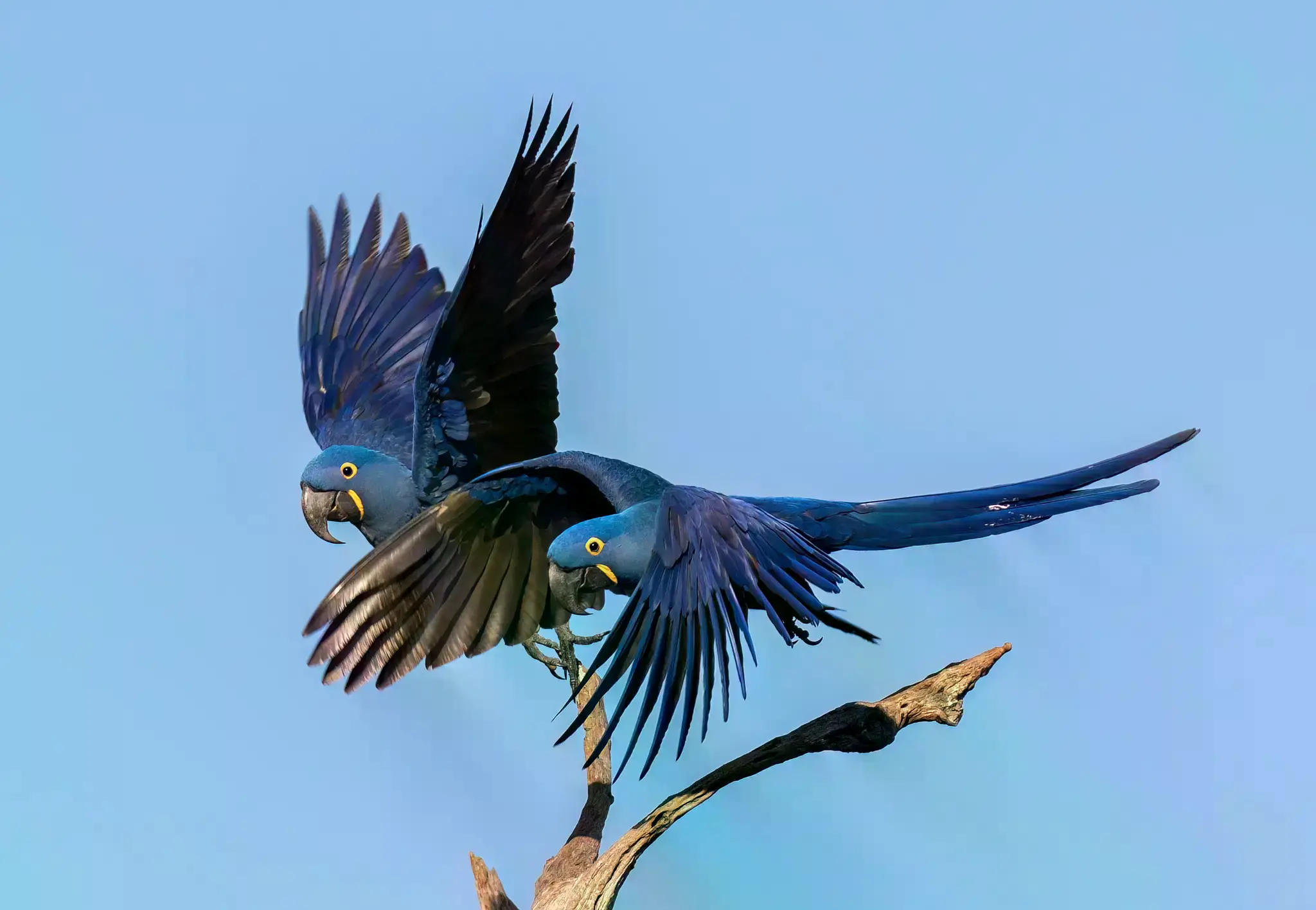 Un lagarto aligator mexicano en peligro de extinción (Abronia graminea).