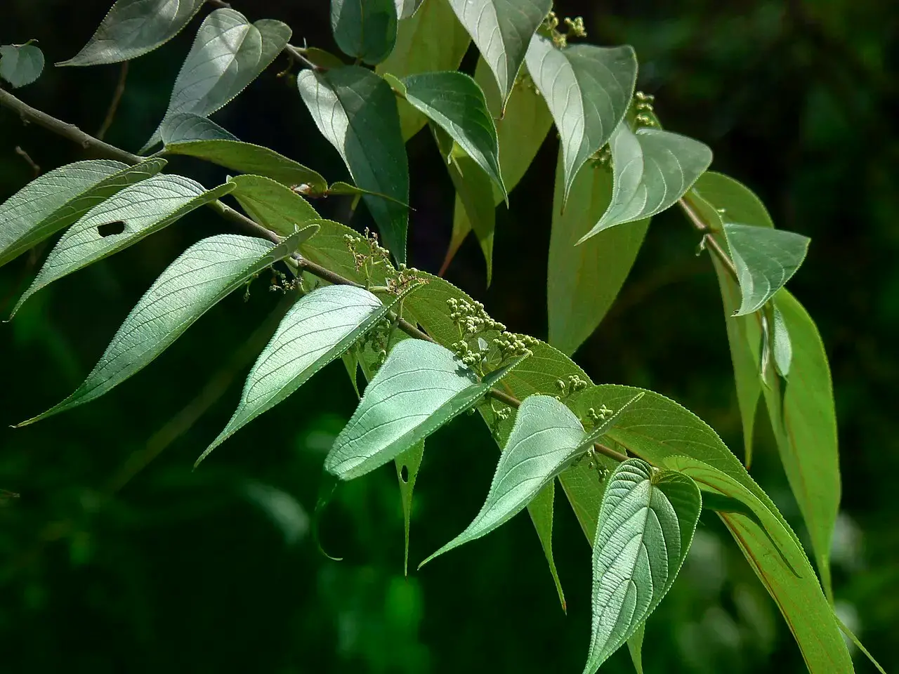 Una vista aérea de una planta de aloe vera, utilizada en la medicina tradicional congolesa.