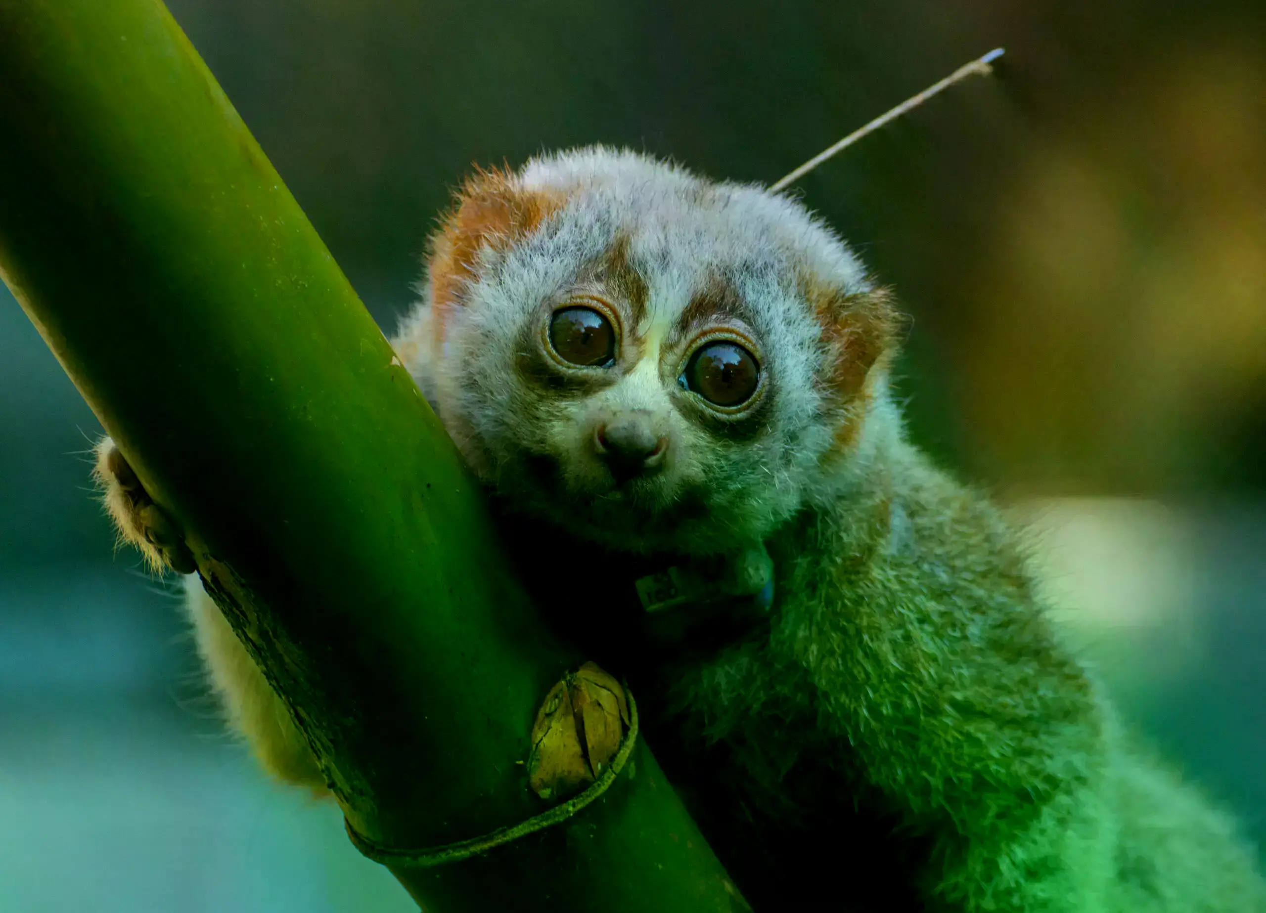 Un loris bengalí liberado y monitorizado con un collar de radio.