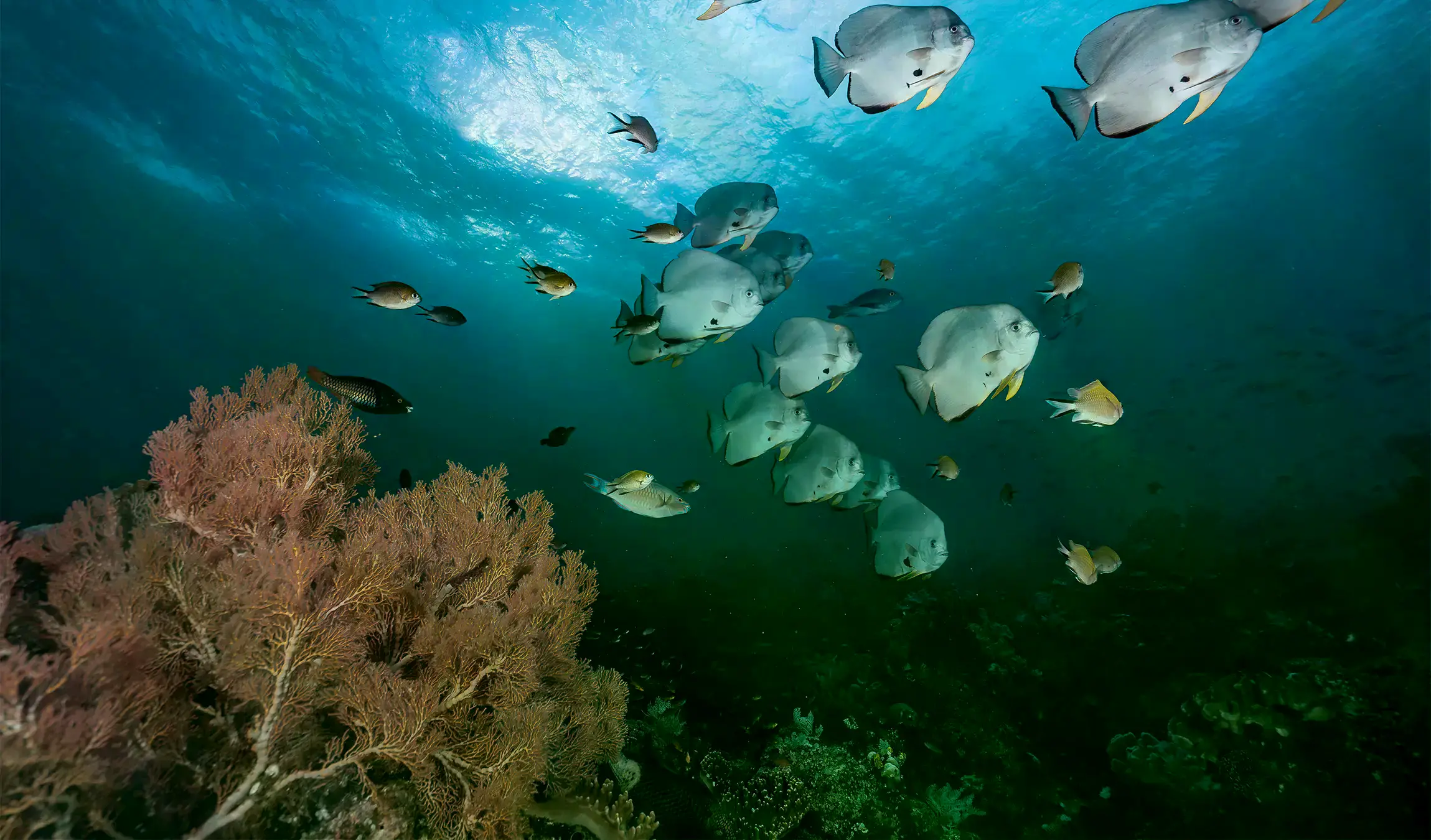 El marco conceptual del Ocean Equity Index muestra sus 12 criterios de evaluación.