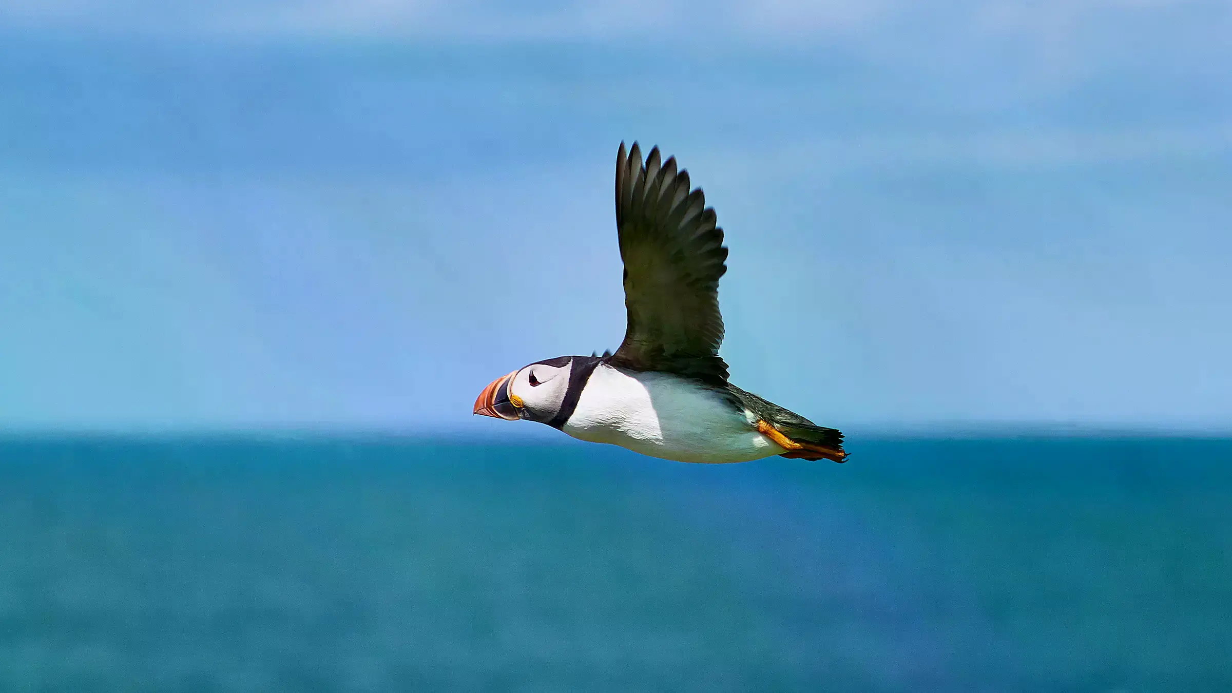 Un grupo de frailecillos en un acantilado en las Islas Farne.
