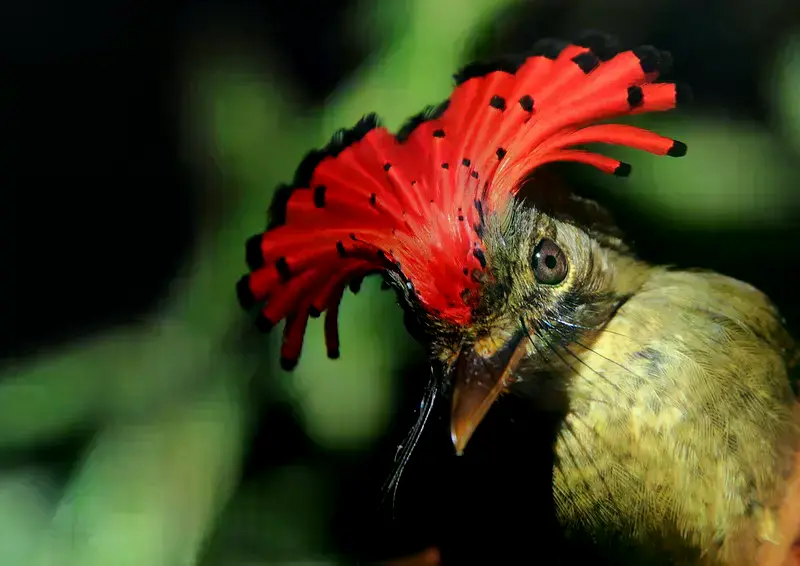 Un atrapamoscas real amazónico, una de las 77 especies analizadas en el nuevo estudio.