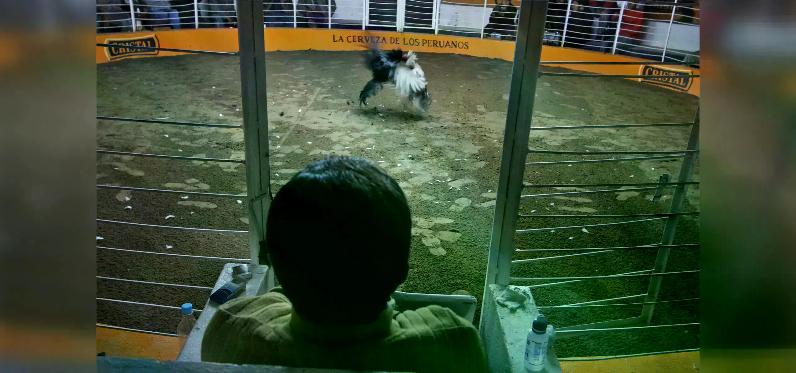 Un juez observa una pelea de gallos en Perú.