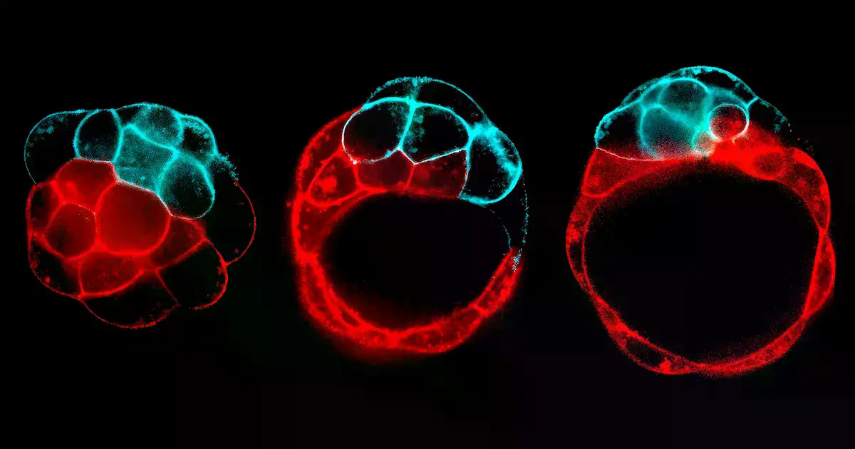 Proceso de fractura que crea la cavidad de un blastocisto en un embrión de ratón.
