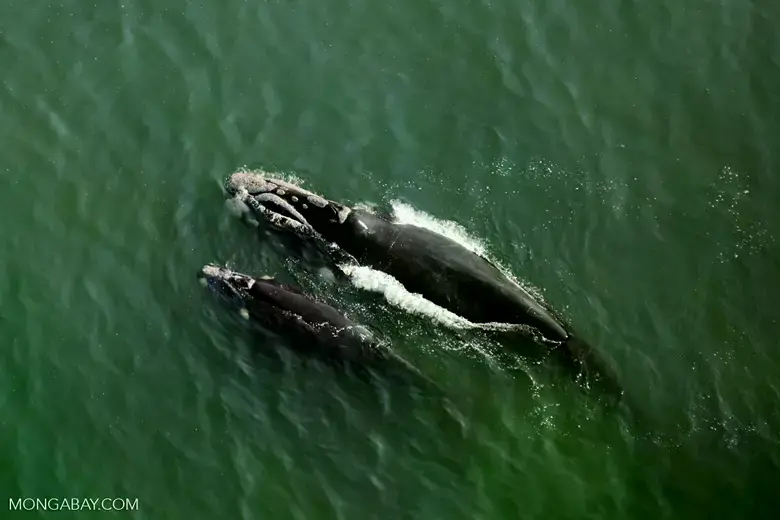 Ballena franca austral identificada por los patrones de callosidades en su cabeza.