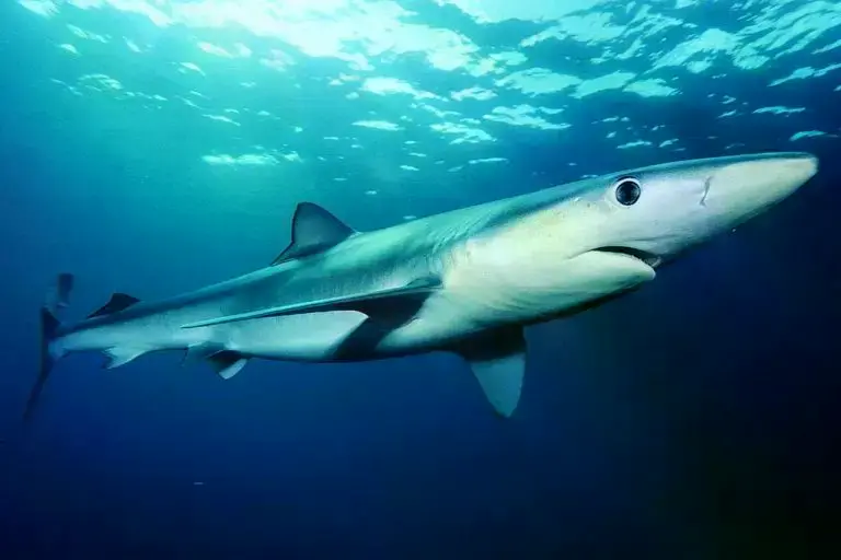 Aletas de tiburón incautadas por las autoridades brasileñas.