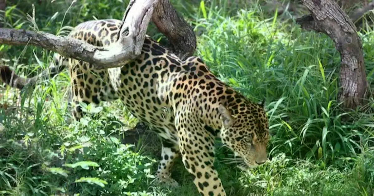 El jaguar o Panthera Onca, parte de la biodiversidad boliviana