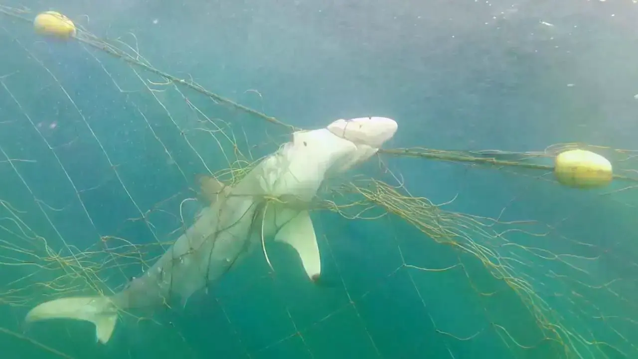 Imagen de un delfín jorobado del Índico, especie afectada por las redes.