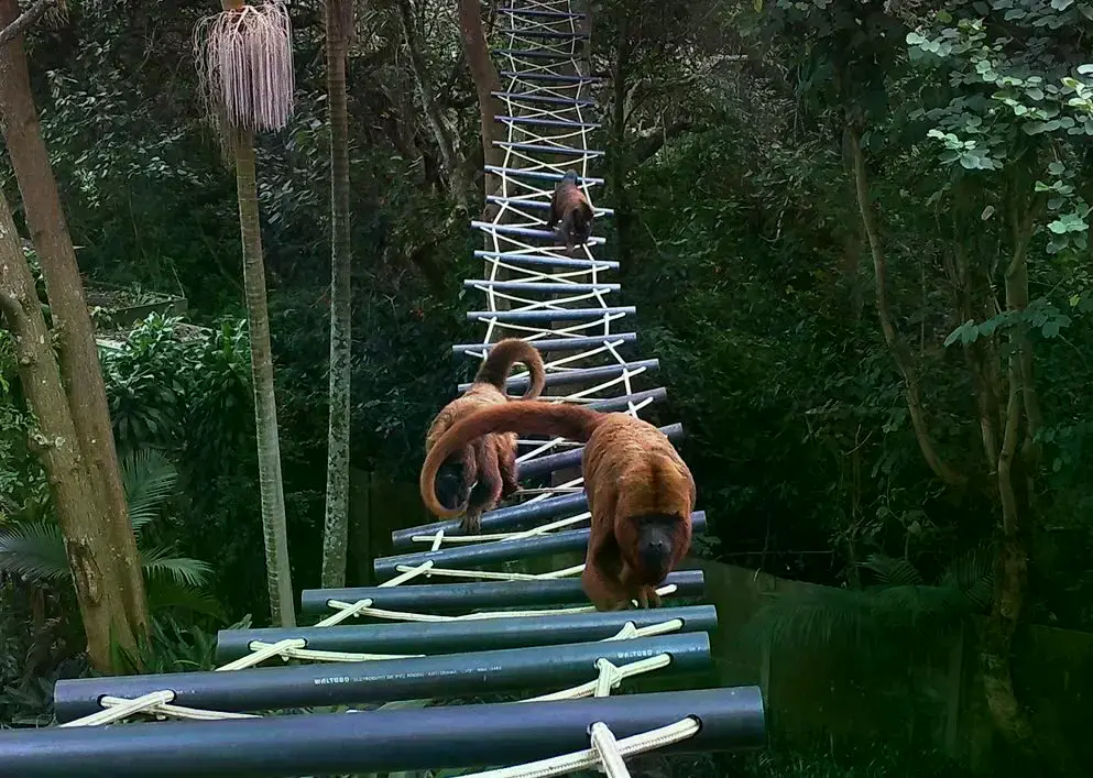 Un especialista instala una cámara en un árbol conectado al sistema de puentes de dosel.