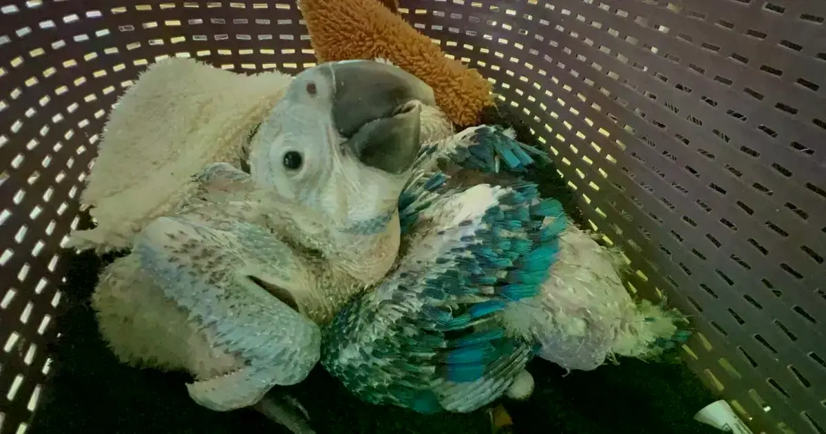 Aves pequeñas eran comercializadas ilegalmente.
