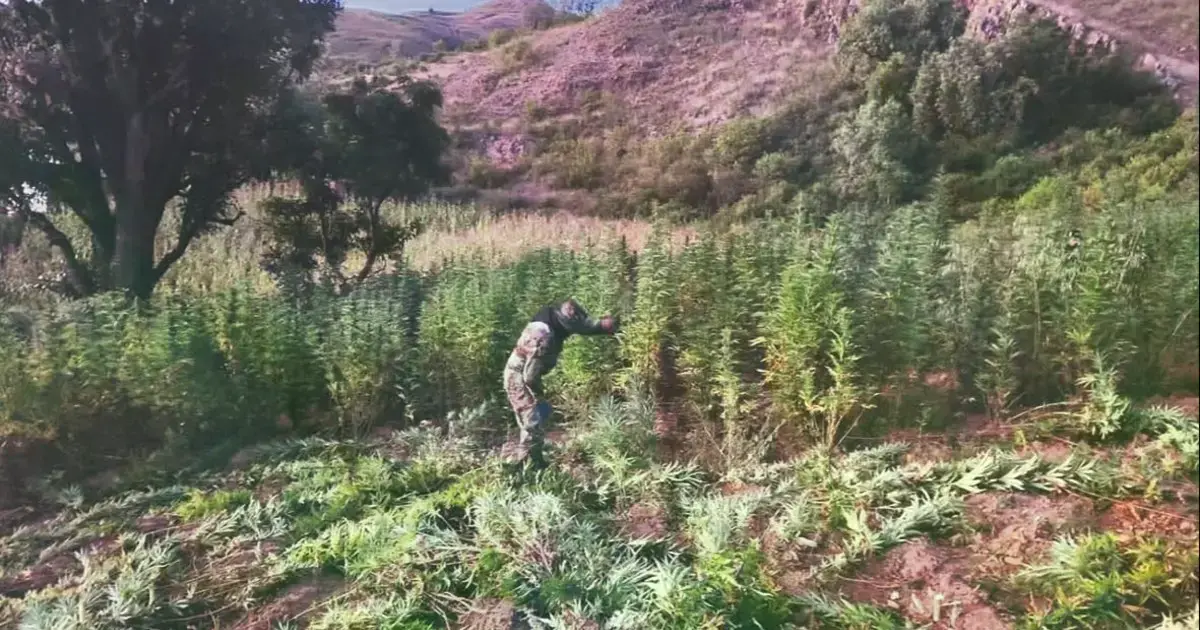 Un oficial de la Felcn, en pleno operativo de destrucción de plantaciones de marihuana.