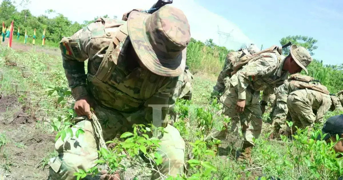 Un cato de coca fue erradicado en la región del Trópico de Cochabamba