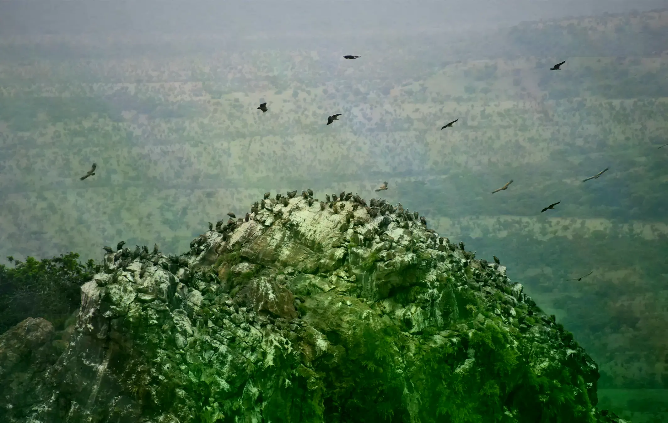 Una colonia de anidación de buitres de Rüppell cerca de Kassala, Sudán.