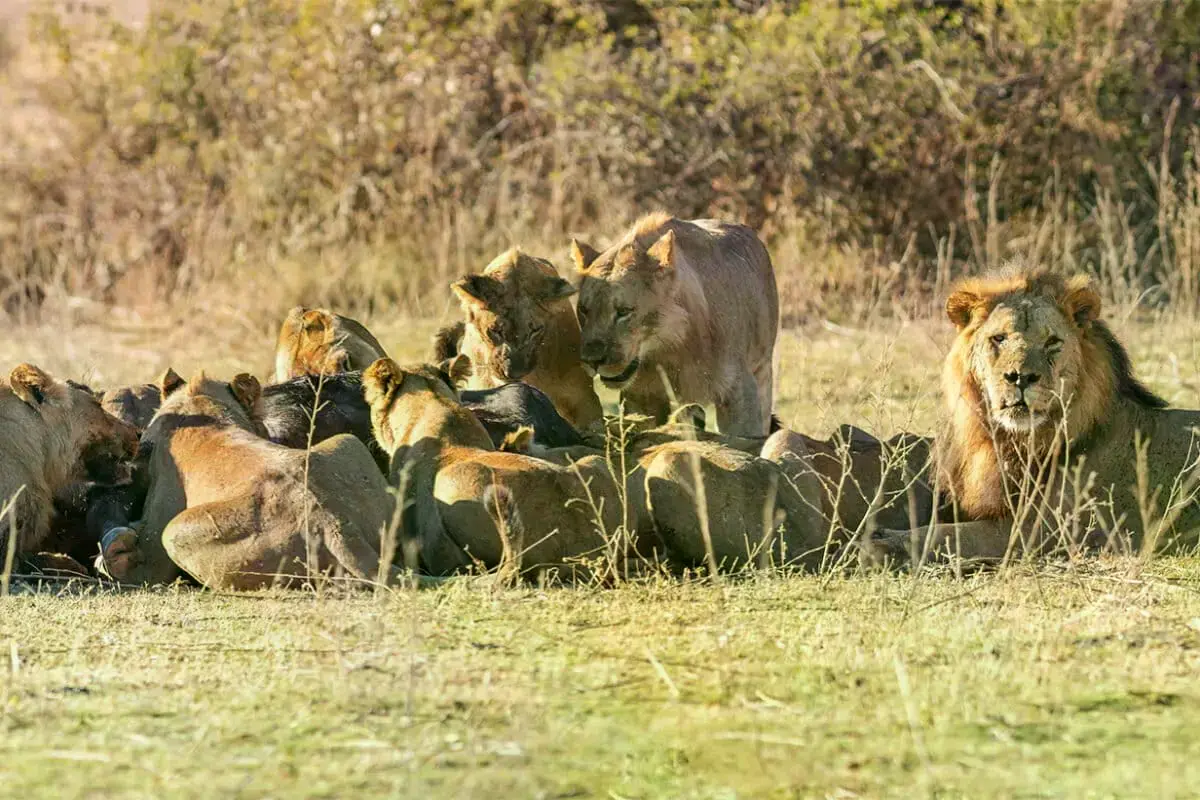 Imagen de un león. Crédito: Sharon Guynup/Mongabay.