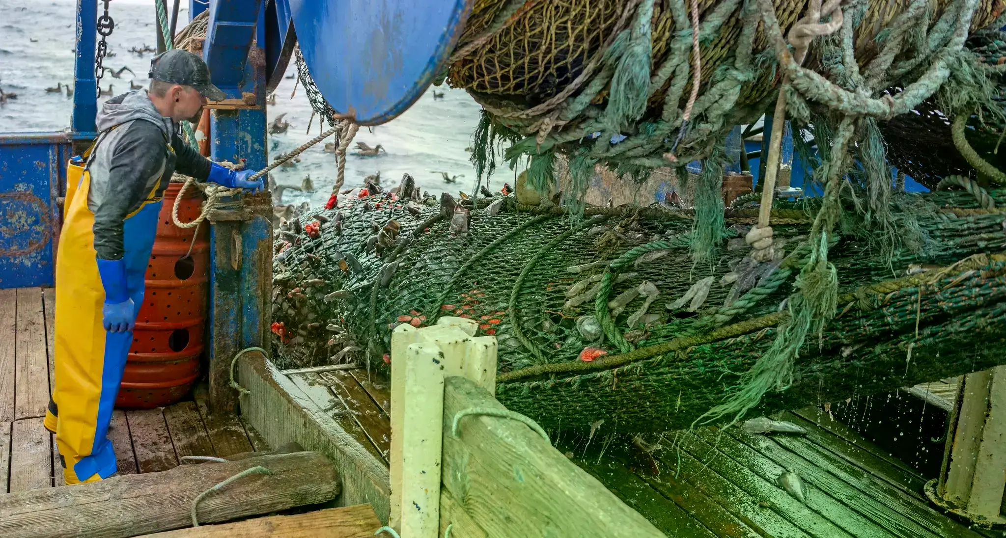 Un pescado roca de banda roja siendo procesado en Port Orford Sustainable Seafood, Oregón.