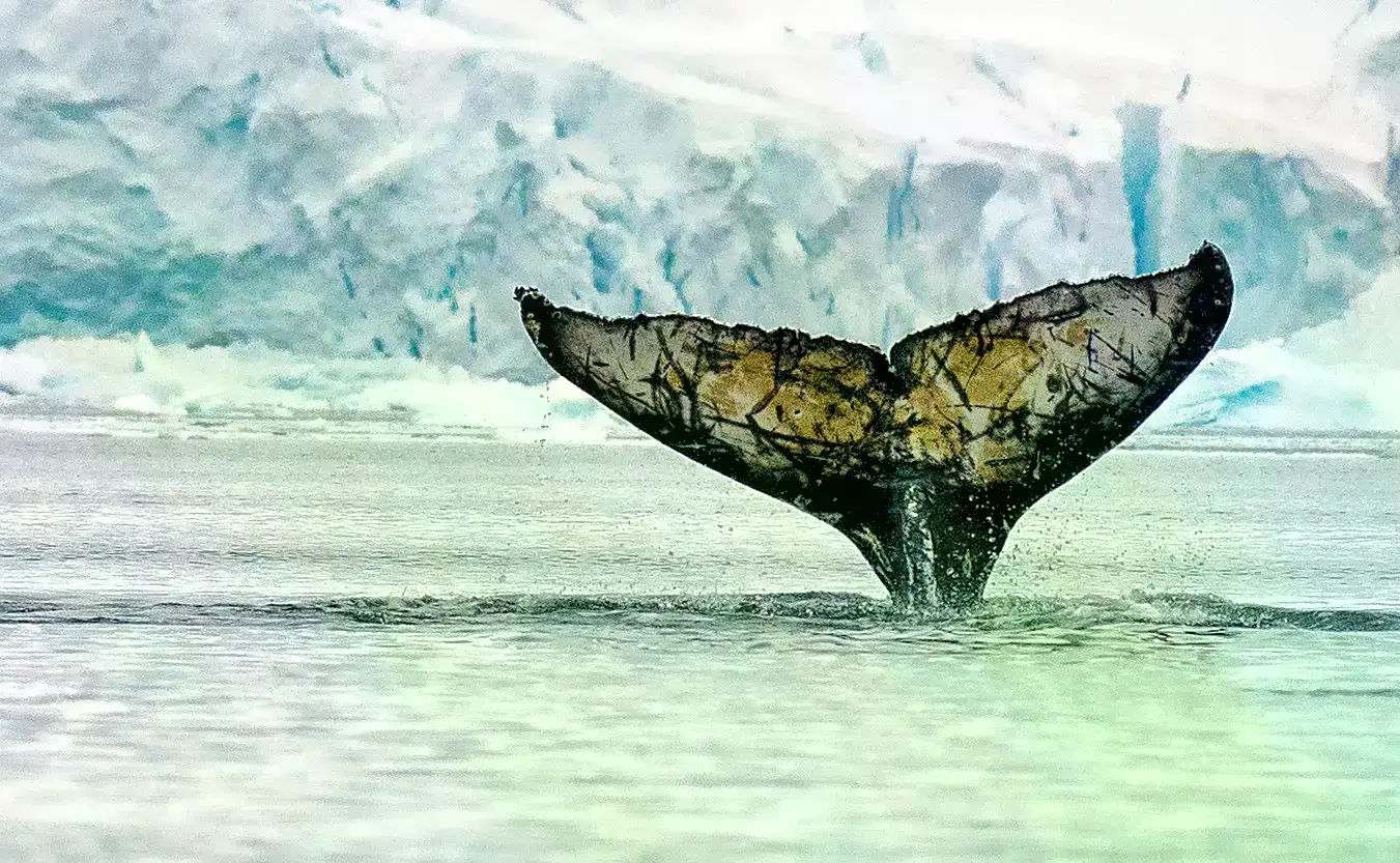 Pingüinos rey (Aptenodytes patagonicus) en la Antártida.