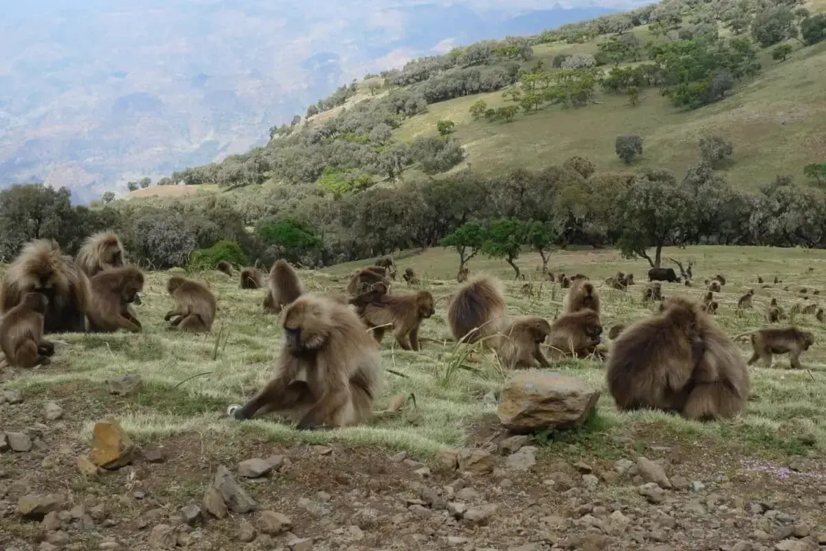 Agroforestry in Ethiopia.